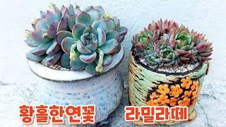 미니미니 군생, 황홀한 연꽃과 라밀라떼~ 예쁘게 심어주었습니다 ㅎ 분갈이 팁도 함께 ㅎ