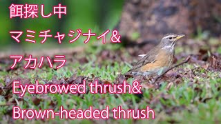 【餌探し中】マミチャジナイ\u0026アカハラ  Eyebrowed thrush\u0026 Brown-headed thrush