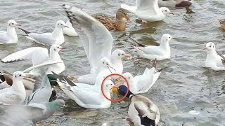 鳥達のパン食い競争 A bread eating contest of birds