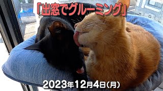 我が家の猫たち「出窓でグルーミング」2023年12月4日(月) \