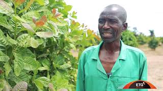 Yuka Cashew Farm