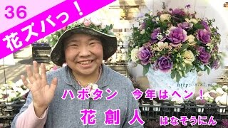 今年の葉牡丹ヘン！【花ズバっ】36旬の花とその使いかた紹介/花創人ガーデニング教室