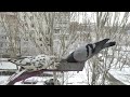 part3 3 pigeons competing for food in winter 4k survival of pigeons in ukraine