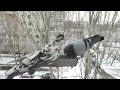 part3 3 pigeons competing for food in winter 4k survival of pigeons in ukraine