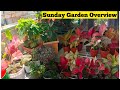 October Sunday Garden Overview 🥰