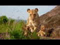 top 10 facts about lioness what are interesting fact about female lion