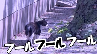 【歌ってみた】フールフールフール　公式五ノ井家的MV