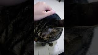 ひたすら猫を撫でるだけの動画。猫の居る生活。