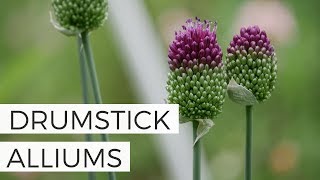 Growing Drumstick Allium Flower Bulbs for Cut Flower Garden