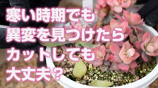 【多肉植物】寒い時期でも異変を見つけたらカットしても大丈夫？【succulent】トロピカルガーデン