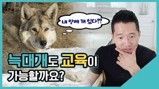 늑대개도 교육이 가능할까요?｜수밤라이브