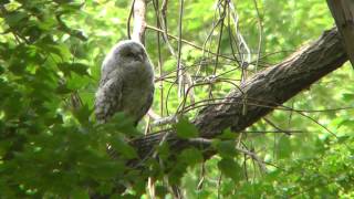 フクロウのヒナ巣立ち