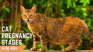 Cat Pregnancy Stages Week by Week | Understanding Your Cat's Labor Journey