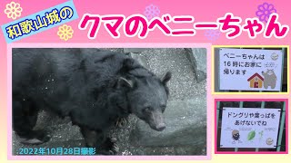 【和歌山】和歌山城のクマのベニーちゃん(*^^)v（2022年10月28日撮影）