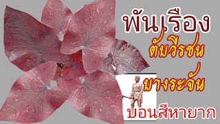 บอนสีพันเรือง #บอนสีในตับวีรชนบางระจัน #บอนสีหายากใกล้สูญพันธุ์ควรช่วยกันอนุรักษ์ไว้