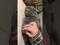 はじめさんの爪切り切り抜き 猫 ブリティッシュショートヘア shorts