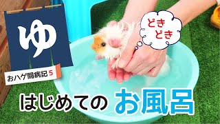 カビを退治！初めてのお風呂につかるモルモット　cute guineapig