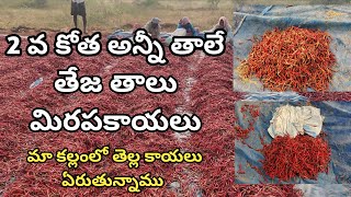 మా మిరప కాయల కళ్లం లో తెళ్ళకాయలు ఏరాము |60% తాలు 40%ఎరుపు చూసి మీరు చెప్పండి|mirchi cultivation