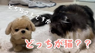 これが猫の擬態化！　愛猫もなか日常[スコテッシュフォールド]