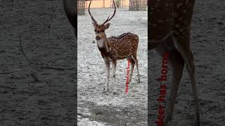 Male deer has horns| পুরুষ হরিণের শিং আছে॥#deer