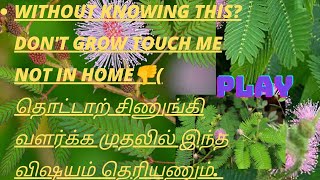 இது தெரியாமல் தொட்டாற் சிணுங்கி செடியை வளர்க்காதீர்கள்? Dont grow Touch Me Not without knowing tis?