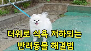 더위로 식욕이 떨어지는 반려동물 해결법