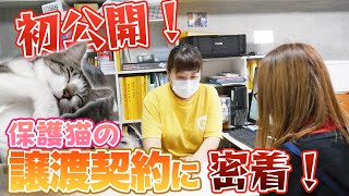 【初公開】保護猫の譲渡契約に密着！