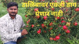 डागा पासून डाळिंबाची बाग कशी दूर ठेवायची ? How to control pomegranates spot disease?