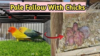 AlhumduliAllah Sold pale fallow with chiks   #moonaviary #Birdsvlog #lovebirds