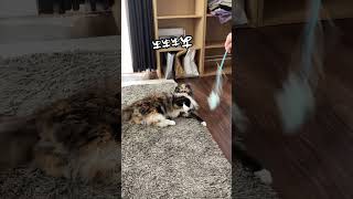 遊んでたら目が回っちゃった猫