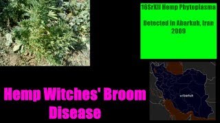 16SrXII Hemp Phytoplasma [Witches' Broom Disease], 2009