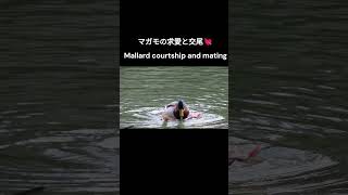 マガモの求愛と交尾 Mallard courtship and mating #マガモ #求愛 #交尾 #mallard #courtship #mating #shorts