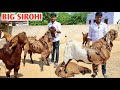 Big Sirohi Goat’s Shandaar  Quality Main At Lucky Goat Farm