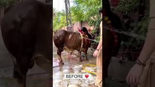 Eid ul Adha Animal 2021 | Cow Tiktok | Cow Lover | Qurbani Eid Janwar | whatsapp status | #Shorts