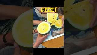 [옥상텃밭의 대장 망고수박]                  빨간맛 아니 노란맛! 궁금해 Honey~ 옥상이 넘 더워 카페서 시식  #망고냐수박이냐🍋🍉 #양파망해먹