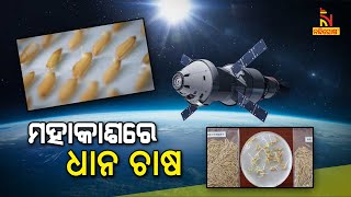 Chinese astronauts have cultivated rice plants in space from seeds | Nandighosha TV