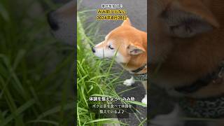 みみ助うらない2024年8月28日#shibainu #柴犬と暮らす #保護犬と暮らす