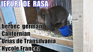 Să Îmi iau din nou BERBEC GERMAN ? În vizită la un crescător de iepuri de rasă 🐇🐇 din Județul Vaslui