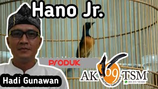 Hano Jr. anakan berkualitas pruduk asli tasik ( AK 69 TSM ) Om Hadi Gunawan Fighter