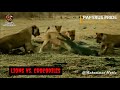 Increíble, LEONES matan a un COCODRILO (Papyrus Pride kills a crocodile) #lion #animals #nature