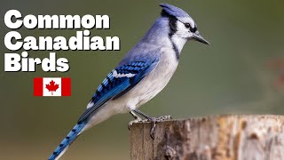 Identify Backyard Birds - Common Canadian Birds - Quick guide with names - Bird calls and sounds