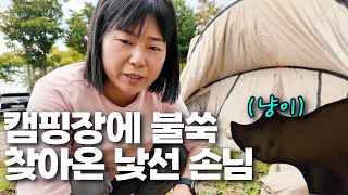 텐트안으로 불쑥 찾아온 고양이와의🙀하룻밤 캠핑이야기 l 잠 못잤습니다 l 마늘 듬뿍 넣은 닭도리탕 l 통영서피랑 공원