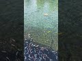 Umbul Ponggok Klaten berenang bersama ikan