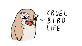 Why It Sucks to Be Born as a Sparrow: The Tough Life of a Small Bird