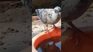 #pigeon #ভাইরাল #সুবহানাল্লাহ 🥰🥰🥰🥰🥰🥰