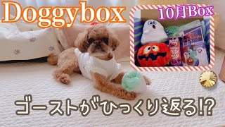 ドギーボックス10月Box