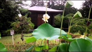 寒河江市　真覚寺支部法華講員　支部登山参詣　総本山多宝富士大日蓮華山　大石寺内