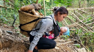 Harvesting Tubers Yam Goes to market to sell - Cooking food for pigs | Happy with the baby