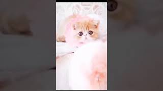 Cute Cat Baby😻 - Ummmmmah