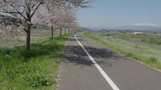 東北桜紀行　大河原町　白石川堤　一目千本桜　2024/04/15  b11